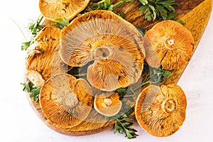 Robellons mushrooms or rovellons buds in color yellow on a white background