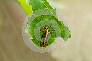 roberfly on green leaf