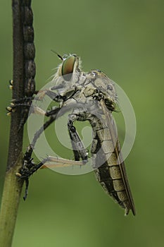 roberfly perched on a branch