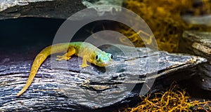 Robert mertens day gecko on a rock in closeup, tropical lizard from comoros, Endangered reptile specie