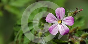 Robert\'s geranium - plant flower