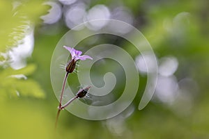 Roberts herb - Geranium robertianum