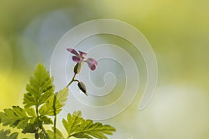 Roberts herb - Geranium robertianum