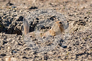 Roberts Prairie Dog Town in Badlands National Park