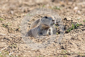 Roberts Prairie Dog Town in Badlands National Park