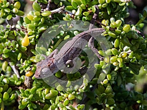 Robertson Dwarf Chameleon sitting on a succulent green plant basking in the bright sunlight