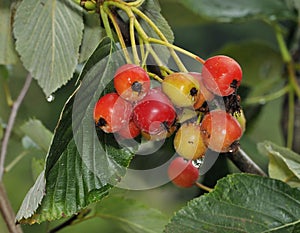 Robertson's Whitebeam Berries