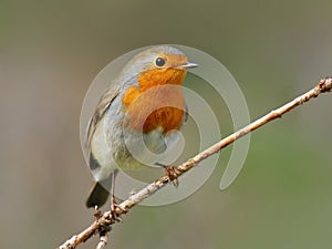 Robin