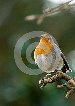 Robin