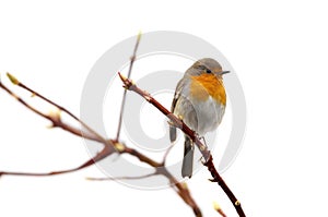 Robin