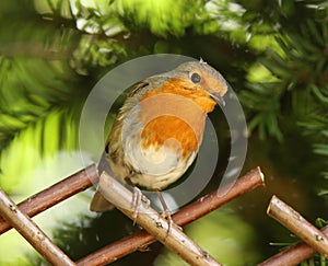 Robin