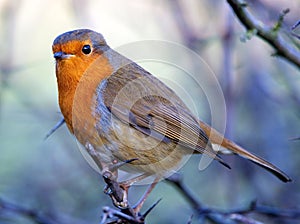 Robin