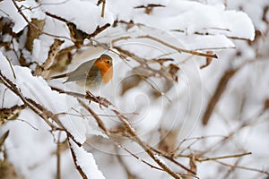 Robin photo