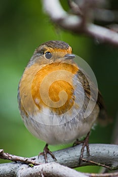 Robin