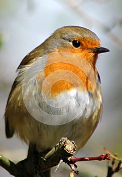 Robin