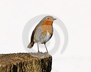 Robin