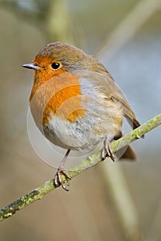 Robin