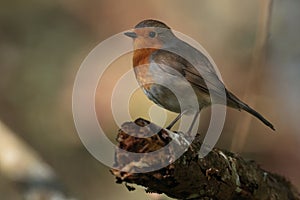 Robin against a blurred background.