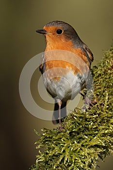 Robin against a blurred background.