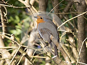 Robin aka Erithacus rubecula closeup and detailed, by hedge.