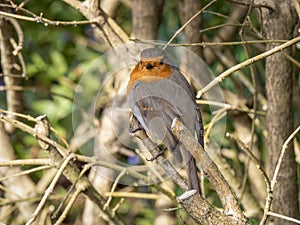 Robin aka Erithacus rubecula closeup and detailed, by hedge. Looking at the camera.