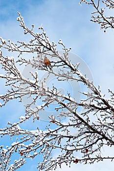 Robin around snow time