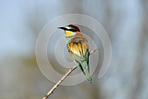 Robin in autumn in the field