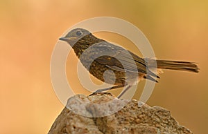 Robin in autumn in the field