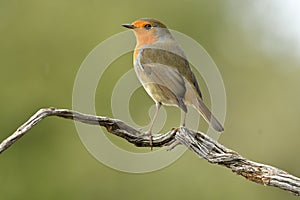 Robin in autumn in the field