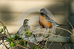 Robin and baby fledgling photo