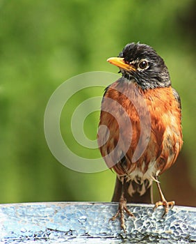 Robin -after bath