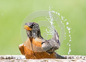 Robin Bathing in a Bird Bath