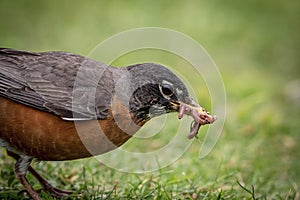 Robin with a beak full of worms