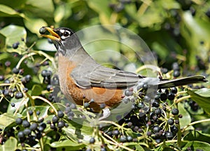 Robin with Berry