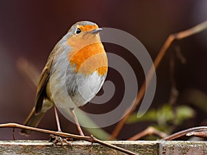 Robin bird