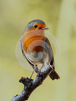 Robin bird photo
