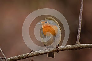 Robin bird in atumn season wildlife