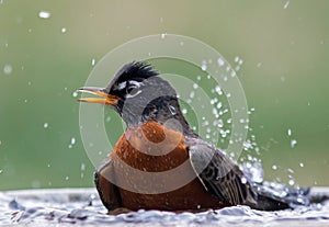 Robin in bird bath