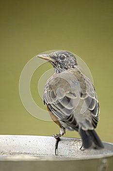 Robin at the bird bath