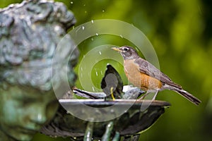 Robin in bird bath