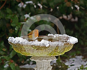 Robin on bird bath in snow