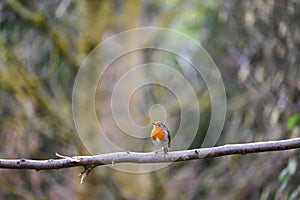 Robin bird on branch