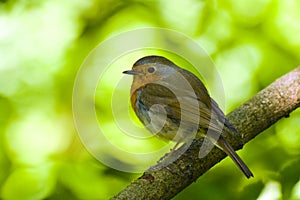 Robin bird on branch