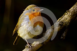 Robin bird on a branch