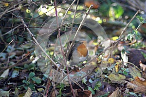 Robin bird on branch