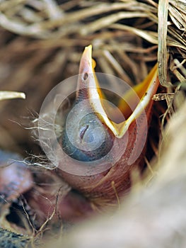 Robin bird chick