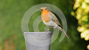 Robin bird close up pecking bird food