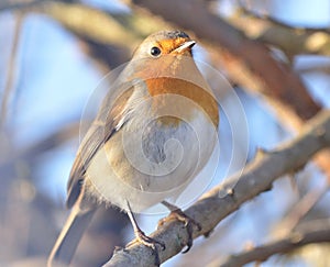 ROBIN BIRD in denmark