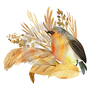 Robin bird, dry herbs, watercolor drawing, boho illustration
