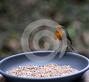 Robin Bird eating seed